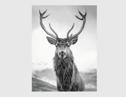 Bild Hirsch Schwarz, Weiß