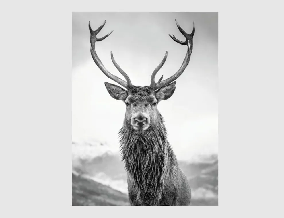 Bild Hirsch Schwarz, Weiß