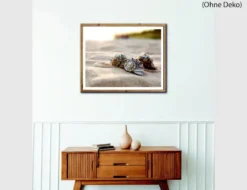 Bild Muscheln im Sand