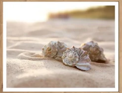 Bild Muscheln im Sand