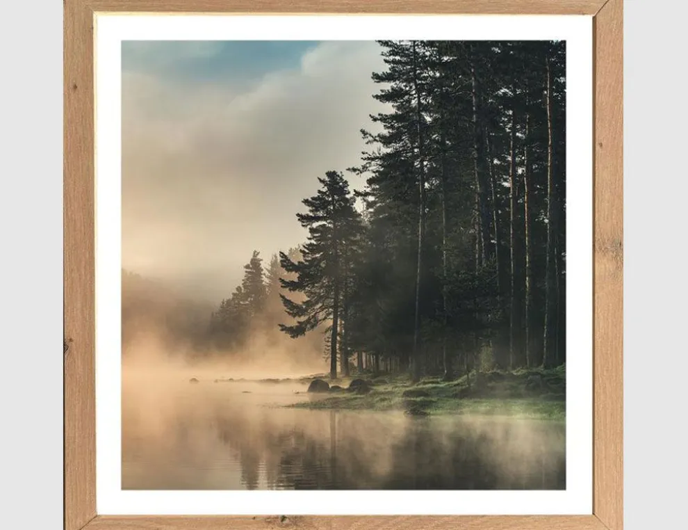 Bild Nebel am Waldsee