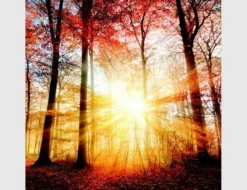 Bild Sonnenlicht im Herbstwald