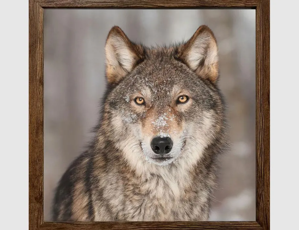 Bild Wolf in winterlicher Landschaft