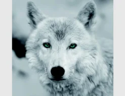 Bild Wolf Schwarz Weiß mit grünen Augen
