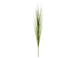 Einzelrispe Isolepsis grün