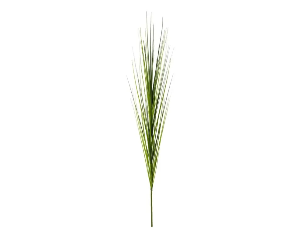 Einzelrispe Isolepsis grün