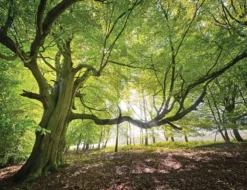 Fototapete WALDBLICK