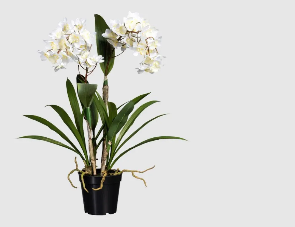 Orchidee Dendrobie getopft Weiß